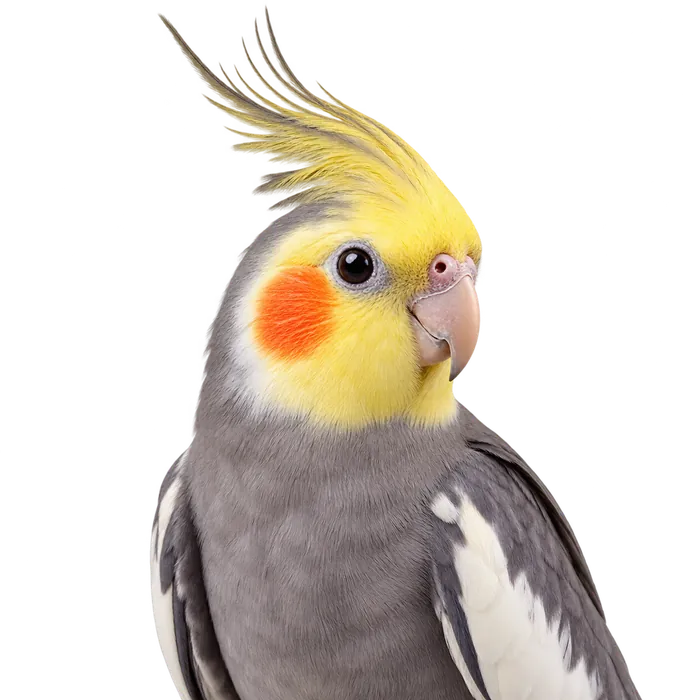 Oiseaux