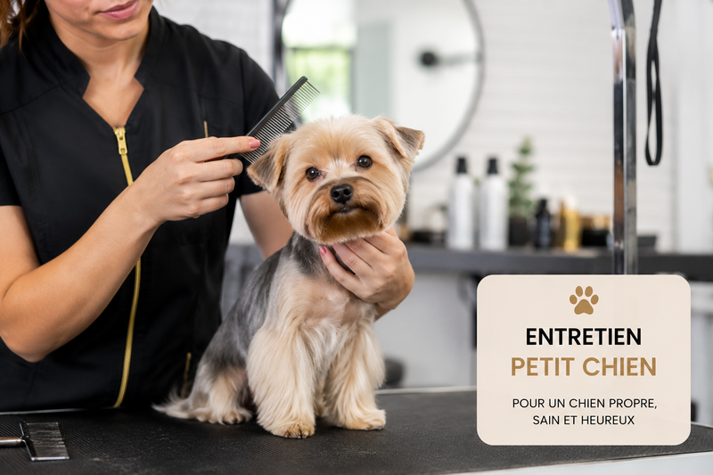 PRESTATION TOILLETAGE ENTRETIEN PETIT CHIEN