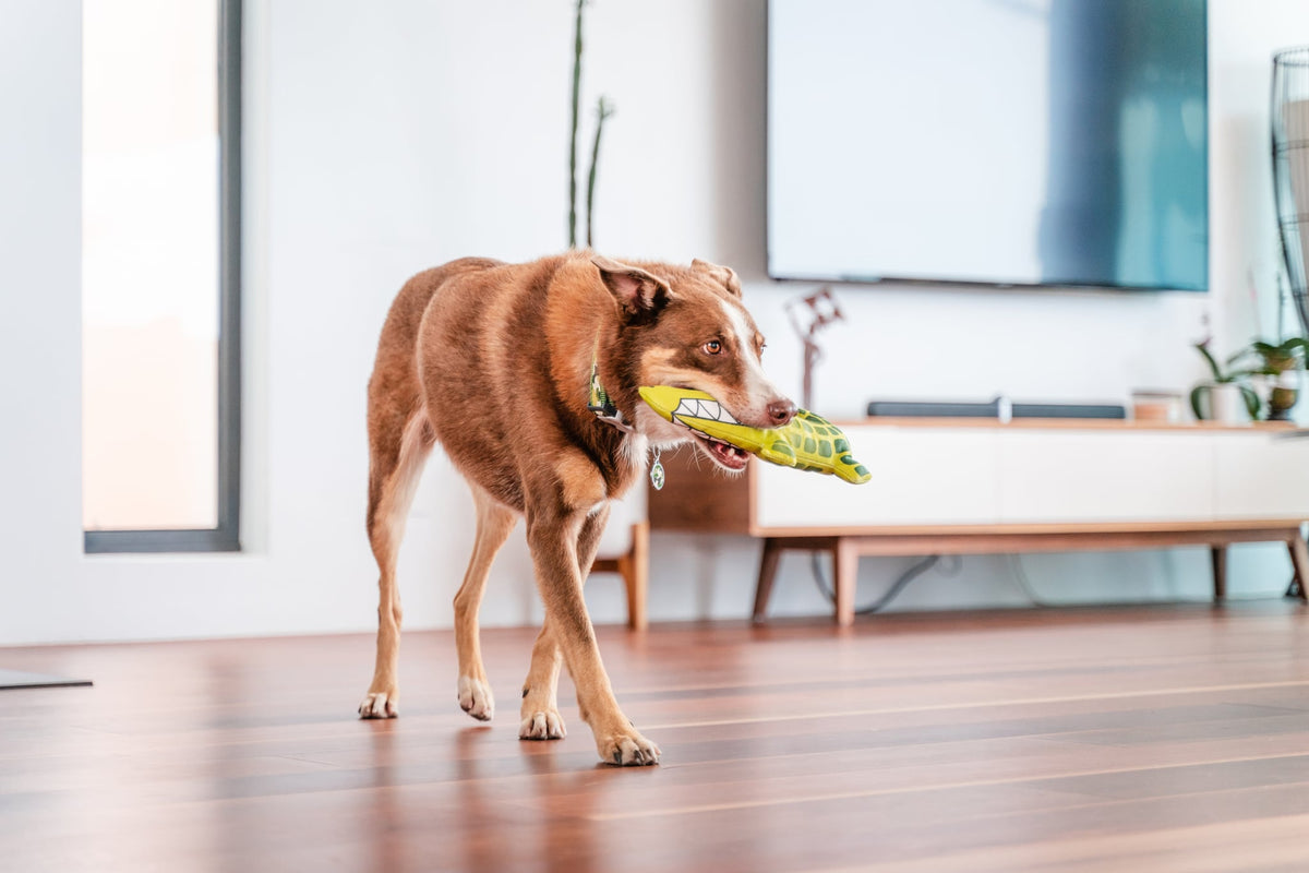 Photo supplémentaire RJDTC197 : DF-CD-GR-NS_ (4).jpg